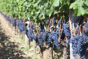 wine vineyard with abundance of purple grapes growing in a long row Greendale Ag Lending